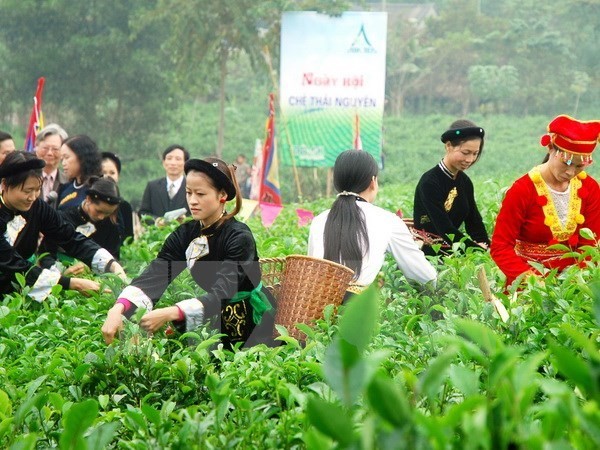 Tan Cuong tea-growing area in Thai Nguyen recognized as a tourist site - ảnh 1